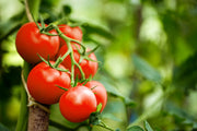 Tomato Seeds – Solanum lycopersicum