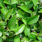 Home Tea Garden Seeds - Herbal Seeds