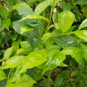 Home Tea Garden Seeds - Herbal Seeds