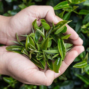 Home Tea Garden Seeds - Herbal Seeds