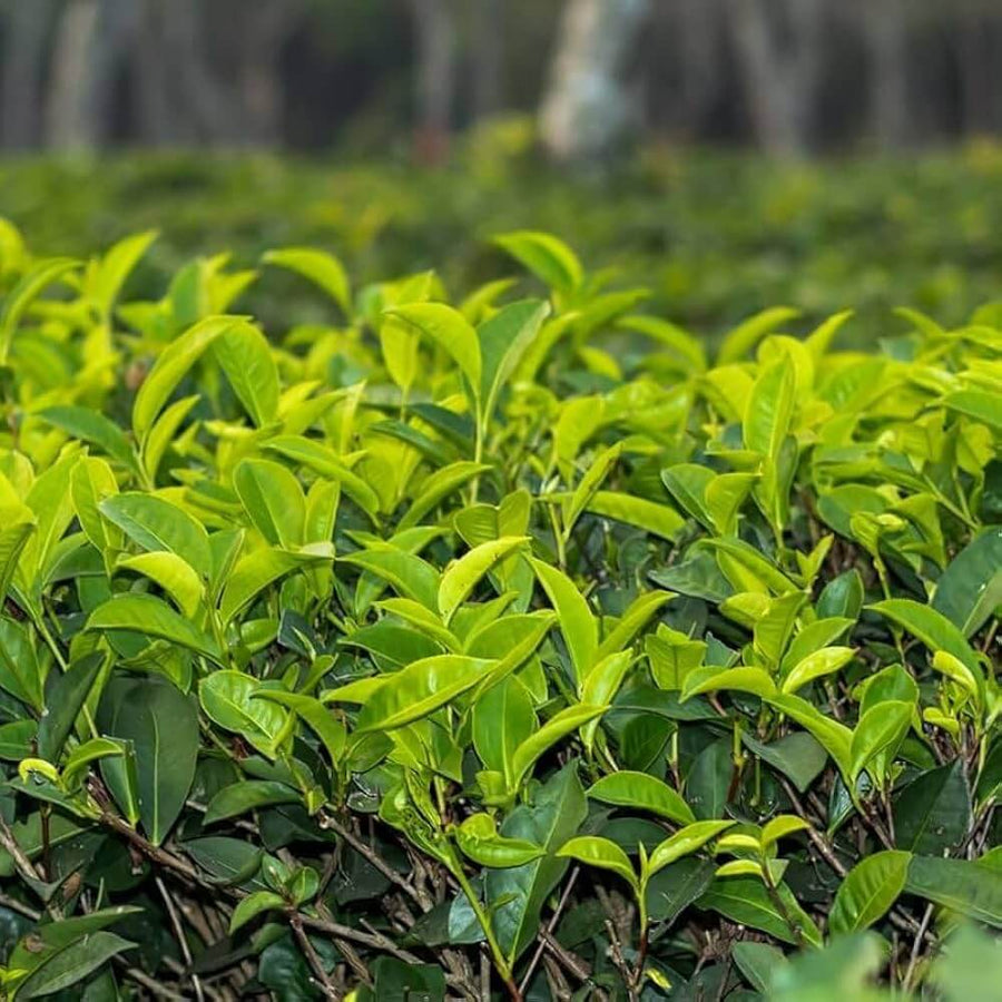Home Tea Garden Seeds - Herbal Seeds