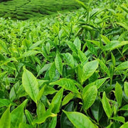 Home Tea Garden Seeds - Herbal Seeds