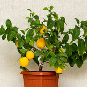 Homegrown Citrus Seeds