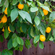 Homegrown Citrus Seeds