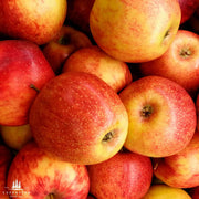 Red and Yellow Apple Seeds