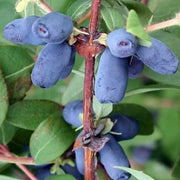 Blue Honeysuckle Honeyberry Seeds