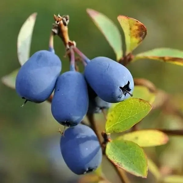 Blue Honeysuckle Honeyberry Seeds