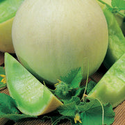 Cucumis melo Honeydew Melon Seeds