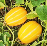 Canary Honeydew Melon Seeds