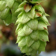 Hops Seeds