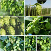 Hops Seeds - All In One For Home Gardens