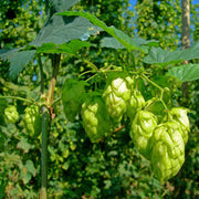 Hops Seeds - All In One For Home Gardens