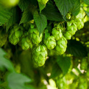 Hops Seeds - All In One For Home Gardens
