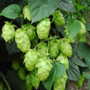 Hops Seeds - All In One For Home Gardens