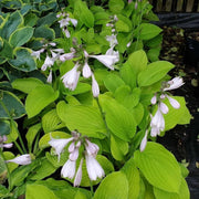 Hosta Seeds
