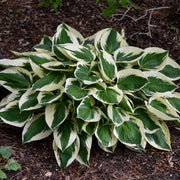 Hosta Seeds, Lily