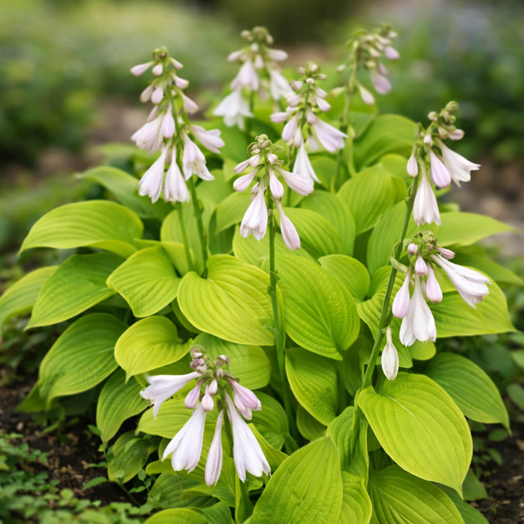Hosta Seeds