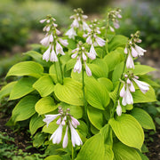 Hosta Seeds