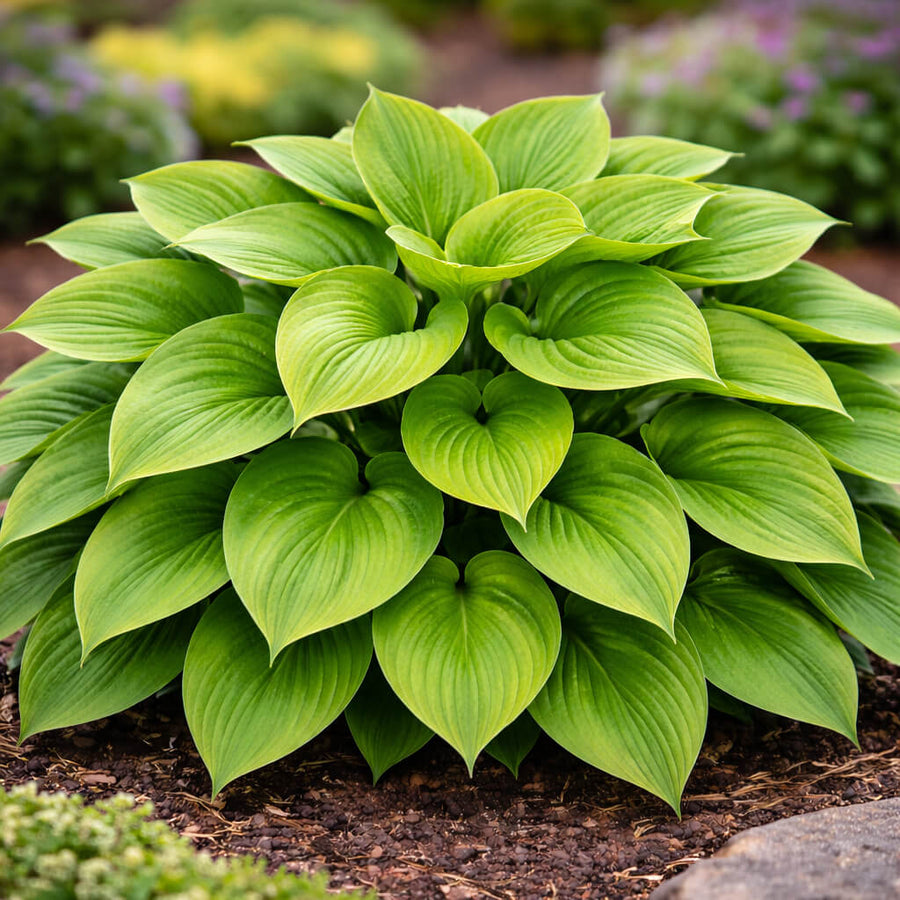 Hosta Seeds, Green