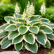 Hosta Seeds, Lily