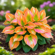 Hosta Seeds, Orange and Pink