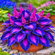 Hosta Seeds, Purple Black Shade
