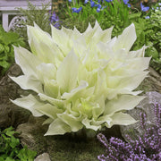 White Feather Hosta Seeds