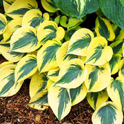 Hosta Seeds, Autumn Frost