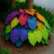 Hosta Perennial Seeds - Flower Plant