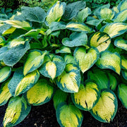 Hosta Perennial Seeds - Flower Plant