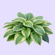 Hosta Seeds for Home Garden