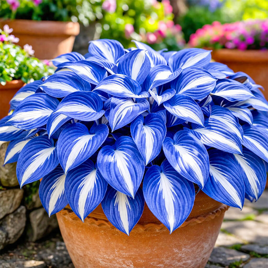 Hosta Seeds, Blue and White