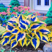 Hosta Seeds