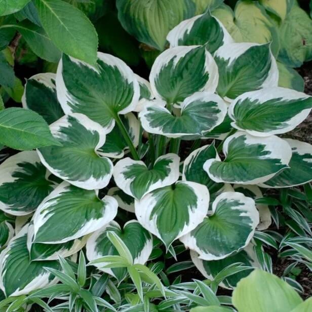 Hosta Seeds