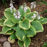 Hosta Seeds