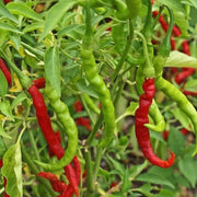 Hot Chili Pepper Seeds