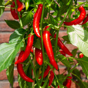 Hot Chili Pepper Seeds
