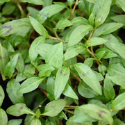 Hot Mint Seeds - Herbal Seeds