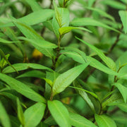 Hot Mint Seeds - Herbal Seeds