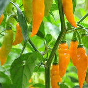 Augustine Minorcan Datil Hot Pepper Seeds
