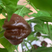 Chocolate Moruga Hot Pepper Seeds