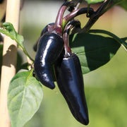 Black Chili Hot Pepper Seeds