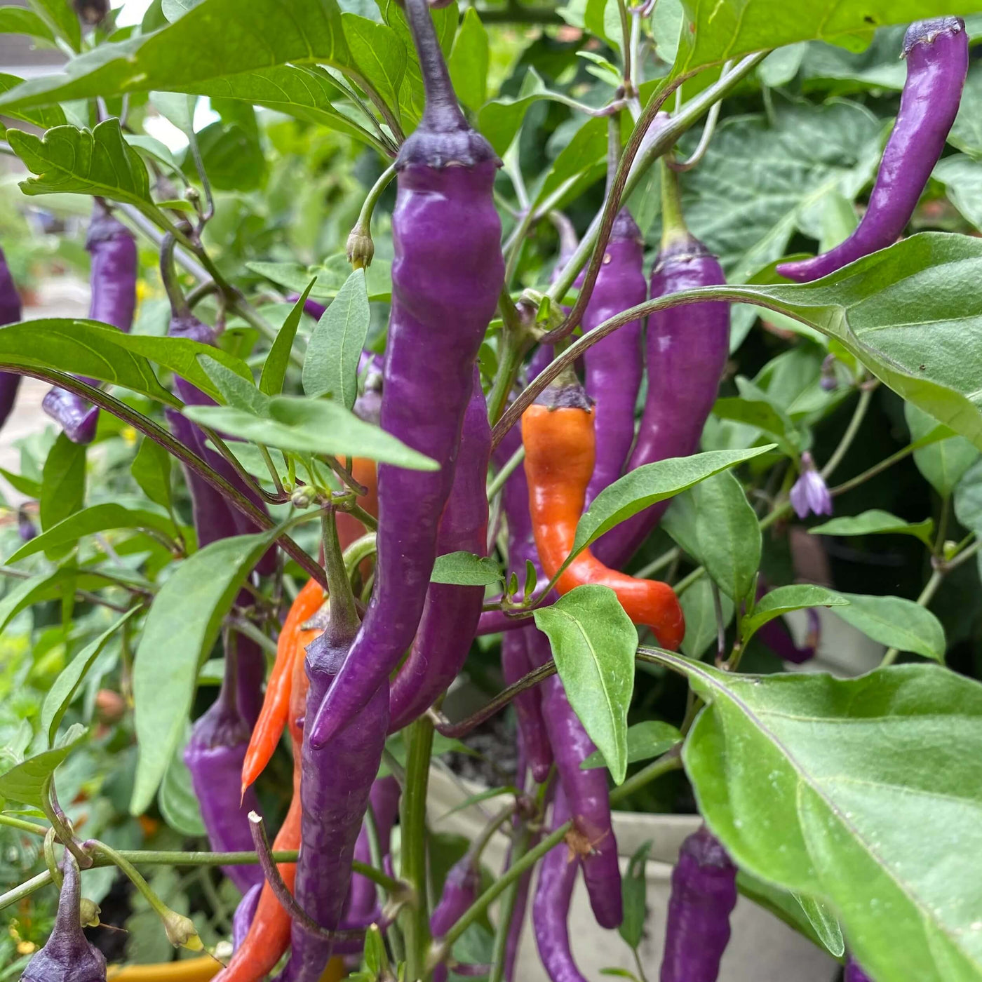 Buena Mulata Hot Pepper Seeds