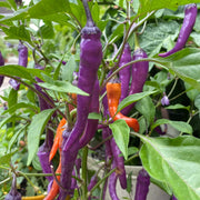 Buena Mulata Hot Pepper Seeds