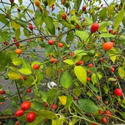 Chiltepin Hot Pepper Seeds
