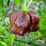 Chocolate Moruga Hot Pepper Seeds