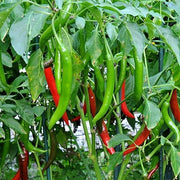 Ierapetras Hot Pepper Seeds