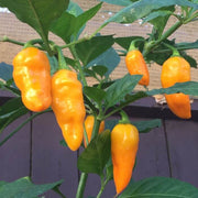 Augustine Minorcan Datil Hot Pepper Seeds