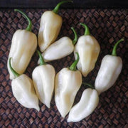 White Hot Pepper Seeds