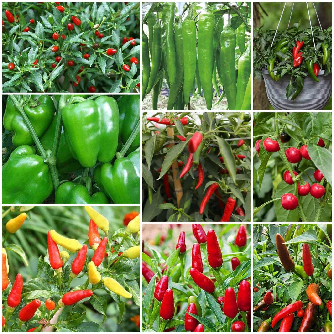 Hot Pepper Seeds - All In One For Home Gardens